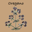 Oregano